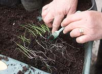 Transplanter les poireaux à l'aide d'une petite fourchette à 2 dents pour séparer les plantes individuelles