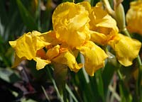 Iris 'Langport Sun'