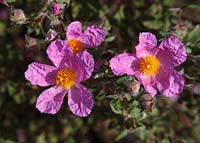 Cistus incanus