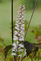 Actaea racemosa Atropurpurea Group, anciennement Cimicifuga