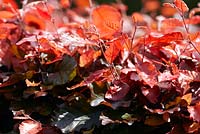 Fagus sylvatica f. purpurea - Haie de hêtres cuivrés, croissance printanière