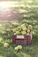 Malus domestica 'Grenadier' - Cueillette de pommes exceptionnelles dans un verger