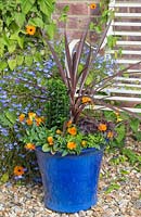 Etape par étape de plantation d'un pot orange et violet - Heuchera micrantha 'Melting Fire', Rumex sanguineus, Sedum rubrotinctum et Viola 'Sorbet Orange Delight'