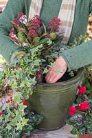 Pot d'hiver pas à pas rouge et vert avec Skimmia japonica 'Rubella' Cyclamen rouge et Hedera traînant