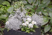 Étape par étape Pot blanc et argent avec Euonymus, Chrysanthème blanc, Calocephalus et Cineraria maritima