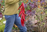 Étape par étape, enfiler et sécher les piments en serre