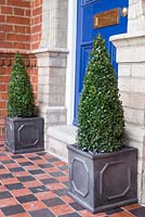 Plantation pas à pas de Buxus sempervirens - topiaire en forme de cône dans des pots en plomb pour décorer l'entrée