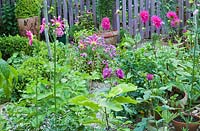 Piquet de clôture et portail traité avec du bois de lavande, Dahlia, Pertunia, Echinachia et Roses - High Meadow Garden en été Staffordshire