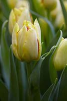 Tulipa 'Aquilla'