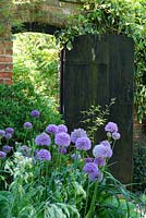 Allium aflatunense 'Purple Sensation' dans un parterre de fleurs et une porte en bois rustique mène à l'avant du chalet - Sallowfield Cottage B