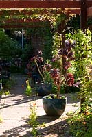 La pergola en bois de construction récente supporte des roses et des clématites avec un succulent Aeonium noir 'Zwartkop' dans des pots en verre bleu. Ferme Beechenwood, Odiham, Hants, Royaume-Uni