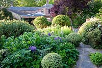 Le jardin d'herbes clos comprend des monticules de Phlomis fruticosa, une boîte panachée et des masses d'herbes, y compris la tanaisie, l'Inula, le phoque de Salomon et les alliums et les aquilèges en fleurs. Ferme Beechenwood, Odiham, Hants, Royaume-Uni