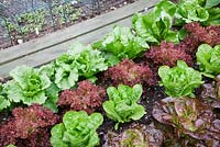 Laitue 'Iceberg', 'Little Gem', 'Lollo Rosso' et 'Roxy' poussant en rangées soignées. Planches d'accès, derrière de petites cages pour la protection des semis.