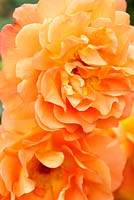 Rosa 'Westerland' - Rose arbuste moderne