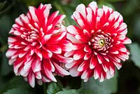 Dahlia 'Musette'