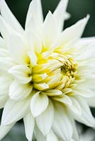 Dahlia 'Hillcrest Albino'