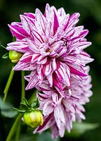 Dahlia 'Blackberry Ripple'