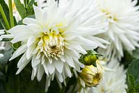 Dahlia 'Hillcrest Albino'