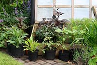Cadre froid en bois avec de jeunes plantes Cosmos, Dahlias et Helianthus durcissant - Le Lézard, Wymondham, Norfolk