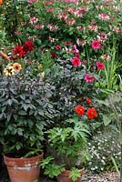 Pots de Dahlias dont Dahlia 'Nuit d ' ete' et Lonicera à l'entrée du jardin de devant - Le Lézard, Wymondham, Norfolk