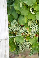 Raisins de vin blanc montrant des signes précoces de botrytis.