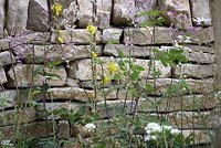 Le jardin de bière Badger. Mur en pierre sèche sous-planté de plantations naturalistes de thalictrum, de marguerites et de verbascum. Hampton Court Flower Show 2012.