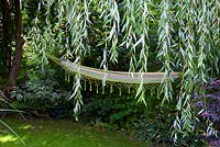 Hamac dans jardin ombragé, viburnum, hostas, Salix babylonica - saule pleureur, fin de l'été