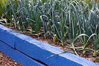 Allium ampeloprasum - poireaux dans des parterres de bois en bois peint en bleu, potager