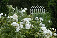Le Jardin Blanc à Wood Farm avec Rosa 'Iceberg' et un banc gothique en métal blanc Fraise par le Taxus baccata - Haie d'if, juin