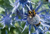 Eryngium bourgatii 'Picos Blue' avec des abeilles, juin