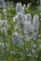 Delphinium, variété inhabituelle avec des pointes blanches et bleues appréciées par les abeilles dans le jardin blanc, juin
