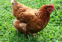 Une poule brune Hyline - Annabel's Egg Shed, Cavick House Farm, Norfolk