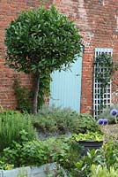 Echinops ritro, herbes et baie standard poussant dans le jardin privé et utilisés dans les bouquets de fleurs cueillis par Annabel - Cavick House Farm, Norfolk