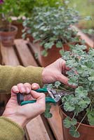 étape par étape - prendre des boutures de Pelargonium sidoides et rempoter - utiliser des sécateurs pour couper les tiges