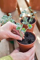 étape par étape - prendre des boutures de Pelargonium sidoides et rempoter - placer une nouvelle coupe en pot