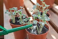 étape par étape - prendre des boutures de Pelargonium sidoides et rempoter - arroser les boutures nouvellement plantées