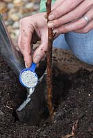 Plantation de framboise à racines nues 'Glen Magna' - ajout d'aliments végétaux