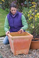 Planter la pomme 'Egremont Russet' en pot - ajouter des morceaux de pot cassés pour faciliter le drainage
