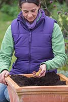 Planter la pomme 'Egremont Russet' en pot - ajouter de la nourriture végétale au compost