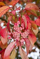 Baies d'Euonymus europaeus à feuilles devenant rouges en octobre