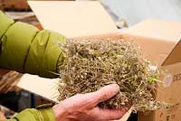 Ray Brown tenant une touffe de graines d'érodium fraîchement récoltées. Plantworld, Devon, Royaume-Uni