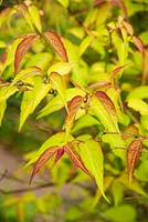 Leycesteria formosa 'Gold Leaf '. Plantworld, Devon, Royaume-Uni