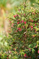 Trochocarpa thymifolia. Plantworld, Devon, Royaume-Uni