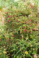 Trochocarpa thymifolia - Plantworld, Devon, Royaume-Uni