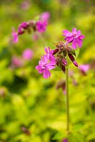 Silene 'Ray's Gold '. Plantworld, Devon, Royaume-Uni