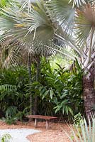Un banc en bois sous un Bismarckia nobilis - Bismarck Palm à McKee Botanical Garden, Vero Beach, Floride