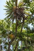 Ce Phoenix dactylifera - Palmier dattier du Sénégal est le plus grand spécimen de Floride et donc l'actuel champion de l'État de Floride - McKee Botanical Garden, Vero Beach, Floride