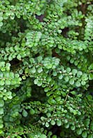 Pilea serpyllacea 'Stoplight'