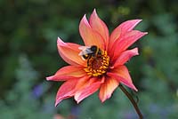 Dahlia 'Waltzing Matilda' avec Bumble Bee - Chenies Manor Gardens, Buckinghamshire, Royaume-Uni