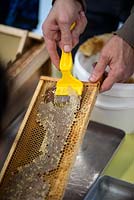 Préparation du miel à l'école Hollickwood. Éliminer le miel